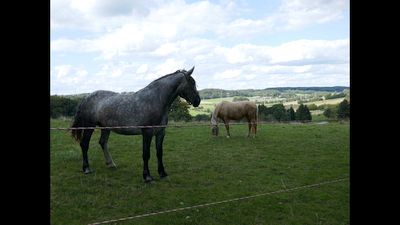Klicken vergr&ouml;&szig;ert